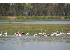 Aliağa Kuş Cenneti Her Mevsim Rengarenk