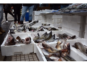 Sinop’ta Balık Tezgahları Şenlendi