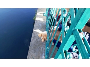 Kafası Demir Korkuluklara Sıkışan Yavru Köpek Kurtarıldı