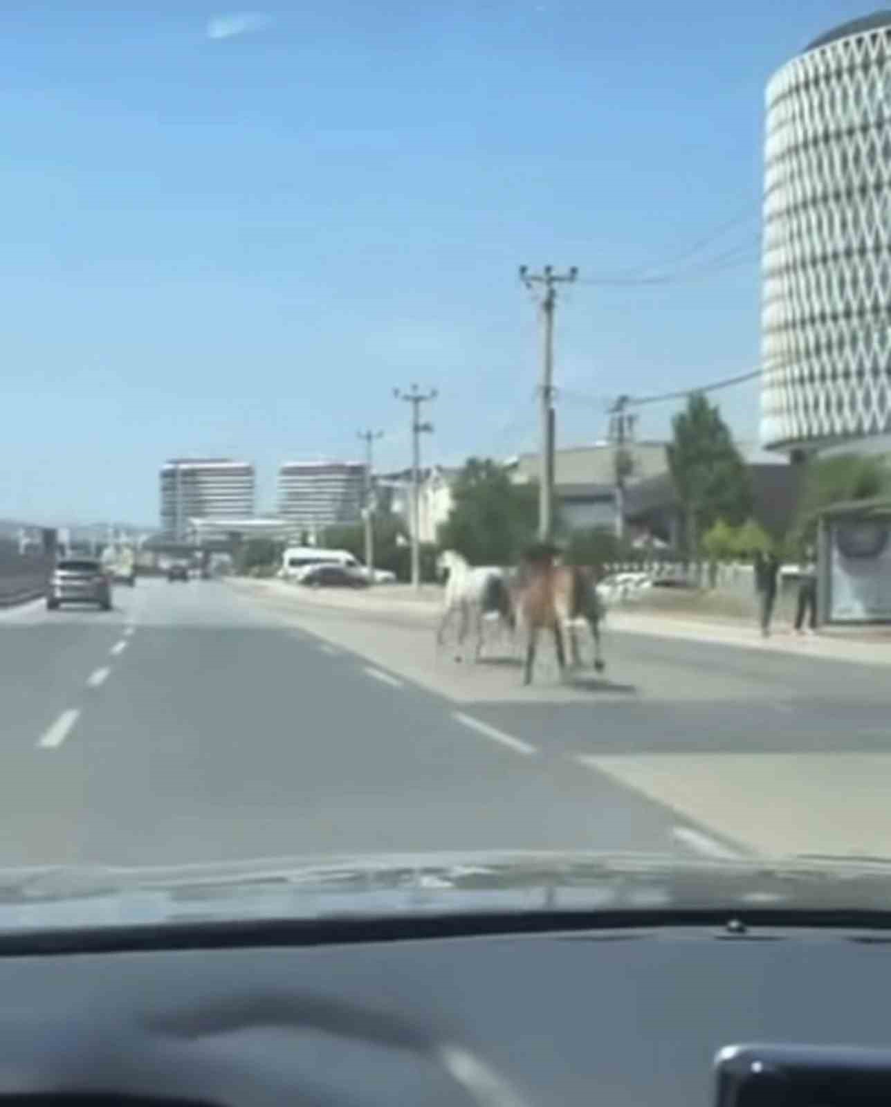 bursa-da-basibos-atlar-trafigi-tehlikeye-atti