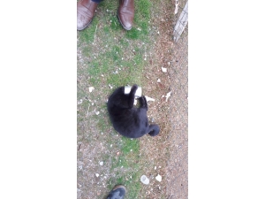 Kafası Konserve Kutusuna Sıkışan Kediyi İtfaiye Kurtardı