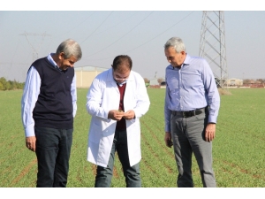 Ahmet Buğdayı Anadolu Topraklarında Yeniden Hayat Bulacak