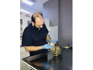 Ekinokok Parazitine Dikkat