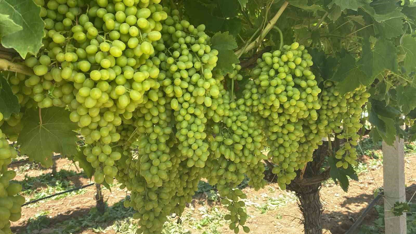 sarigol-un-uzum-salkimlari-goz-kamastiriyor