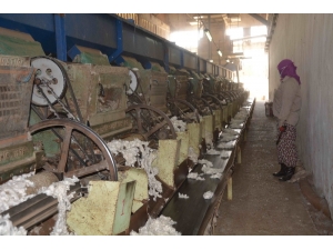 Çırçır Fabrikasında ’Beyaz Altın’ Mesaisi