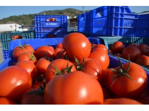 İstanbul’un Kasım Ayı Zam Şampiyonu Domates Oldu