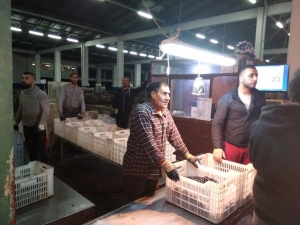 Zeytin Alımları Devam Ediyor