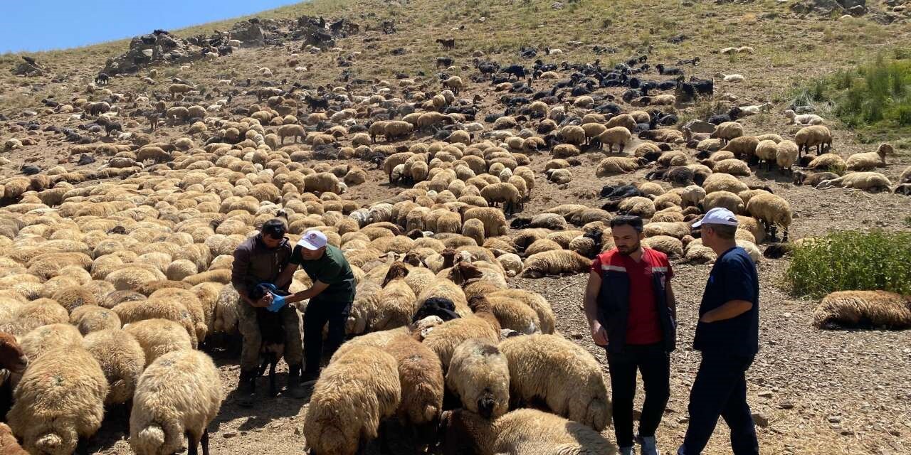 sirnak-ta-veteriner-hekimlerden-yaylalarda-saglik-taramasi-ve-egitim-seferberligi