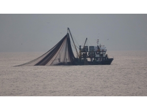 Bu Sezon Bol Ancak İstenilen İrilikte Olmayan Hamsi İçin "1 Yıl Avlanmasın" Önerisi