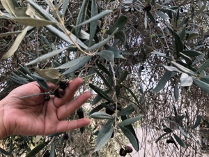 Yağlık Zeytinde Hasat Mesaisi