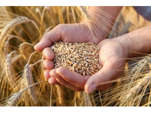 Gıda Ve Tarım İthalatında Buğday, İhracatta Fındık Öne Çıktı