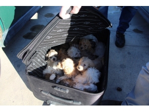 Kapıkule’de Yolcu Valizinden 14 Köpek Yavrusu Çıktı