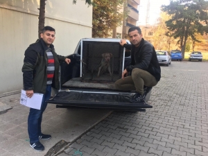 Siirt’te Pitbull Cinsi Köpeğe El Konuldu