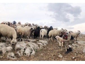 Kaybolan 70 Küçükbaş Hayvanı Jandarma Buldu