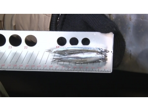 Ankara’daki Balıkçılara Gece Denetimi