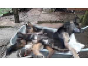 Köydeki 6 Köpek Bir Gecede Telef Oldu