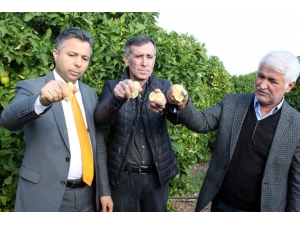 Hasat Limon Sıkılarak Başladı