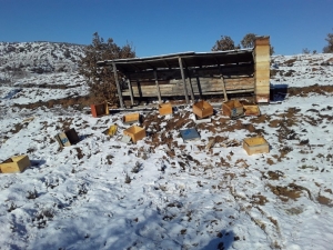 Aç Kalan Ayılar Arı Kovanlarına Saldırdı