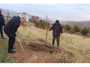 Çemişgezek’te 2 Bin Dut Fidanı Toprakla Buluşturuldu