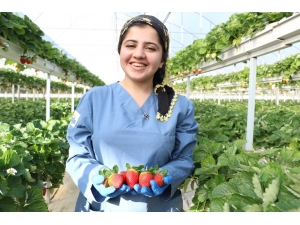 ‘Sabrina’ Kış Çileği, 12 Tl’den Alıcı Bulacak