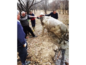 Su Dolu Kuyuya Düşen İneği İtfaiye Kurtardı