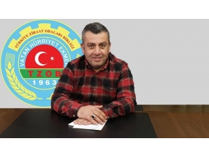 Giresun’un Fındık Yetişmeyen İlçelerinde Ceviz Geçim Kaynağı Oldu