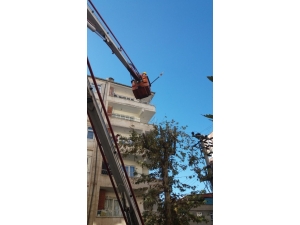 Bağlar Belediyesi’nden Ağaç Bakımı Ve Budama İşlemleri İçin Özel Çalışma