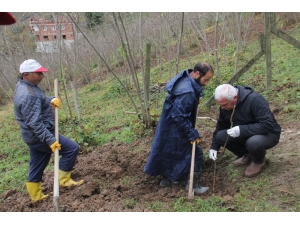 Trabzon’da 7 Bin Fındık Fidanı Tek Gövdeli Dikildi