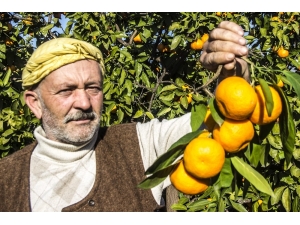 50 Yıl Önce Balıkesir’de Hobi Diye Başlayan Mandalina Üretimi Dev Bir Sektör Oldu