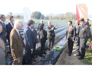 ’Vali Hanım’ Çileğinden Yıllık 20 Milyon Gelir