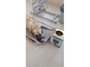 Yemek Ararken Başı Tenekeye Sıkıştı