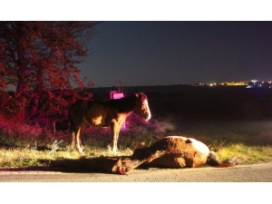Telef Olan Arkadaşının Yanından Ayrılmayan At Yürekleri Burktu