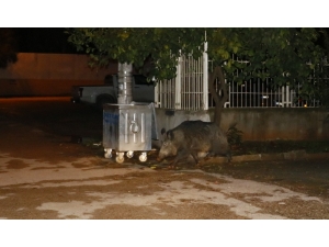 Adana’da Aç Kalan Yaban Domuzu Şehre İndi