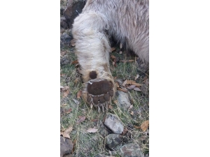 Tunceli’de Boz Ayı Ve Su Samuru Telef Oldu