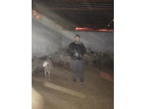 Şüpheli Araçtan 35 Çalıntı Koyun Çıktı