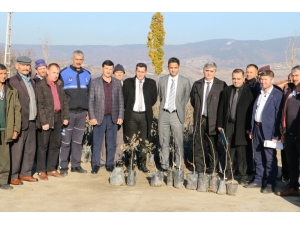 Demirci’de Üreticilere Ceviz Desteği