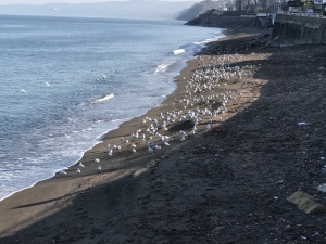 Sahiller Martılara Kaldı