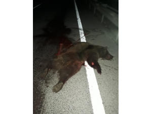 Tırın Çarptığı Ayı Telef Oldu