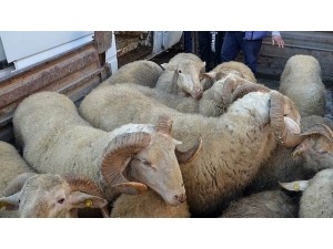 Siirt’te Hayvan Hırsızlığı Yapan 2 Kişi Gözaltına Alındı