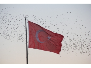 Sığırcıkların Dansı Görenleri Hayran Bıraktı