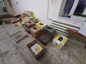 Türkiye’den Rusya’ya Kaçırılan 3 Bin Adet Kaplumbağa Ele Geçirildi