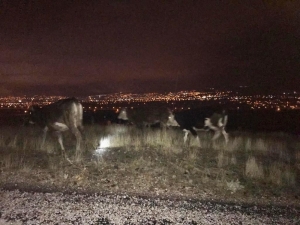 Kayıp İnekler Jandarma Tarafından Bulunup Sahibine Teslim Edildi