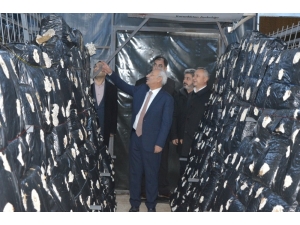 Kırıkkale’de 2 Çiftçiye Mantar Üretim Tesisi Kuruldu