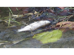Güre’de Balık Ölümleri Yaşandı