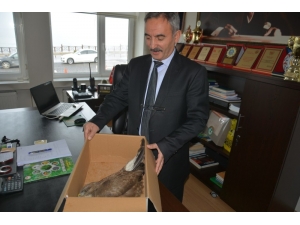 Yaralı Şahin Koruma Altına Alındı