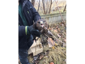 Yaralı Kartalı Yetkililere Teslim Ettiler