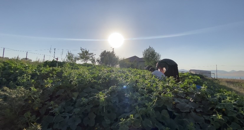 agri-da-bostanlarin-bereketi-kisa-tasiniyor