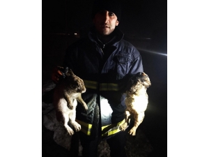 Çaldıran’da Çıkan Yangında 25 Tavuk, 6 Tavşan Telef Oldu