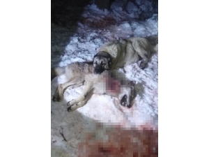 Sürüye Dadanan Kurtlar, Kangallara Yem Oldu