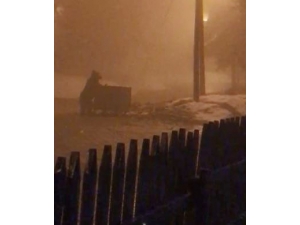 Aç Kalan Ayı, Çöp Konteynırında Yiyecek Aradı